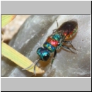 Chrysis illigeri - Goldwespe 02a 5mm OS-Wallenhorst-Tongrube-Lehmwiese.jpg